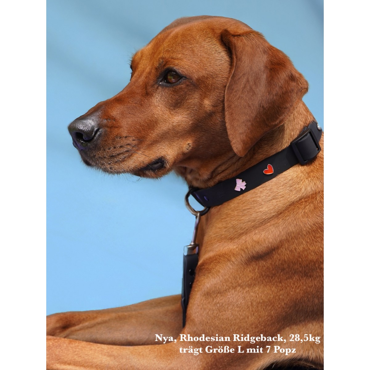 Hundehalsband Outdoor wasserfest Schwarz - PawPopz