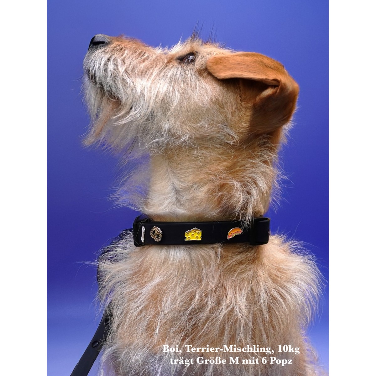 Hundehalsband Outdoor wasserfest Schwarz - PawPopz