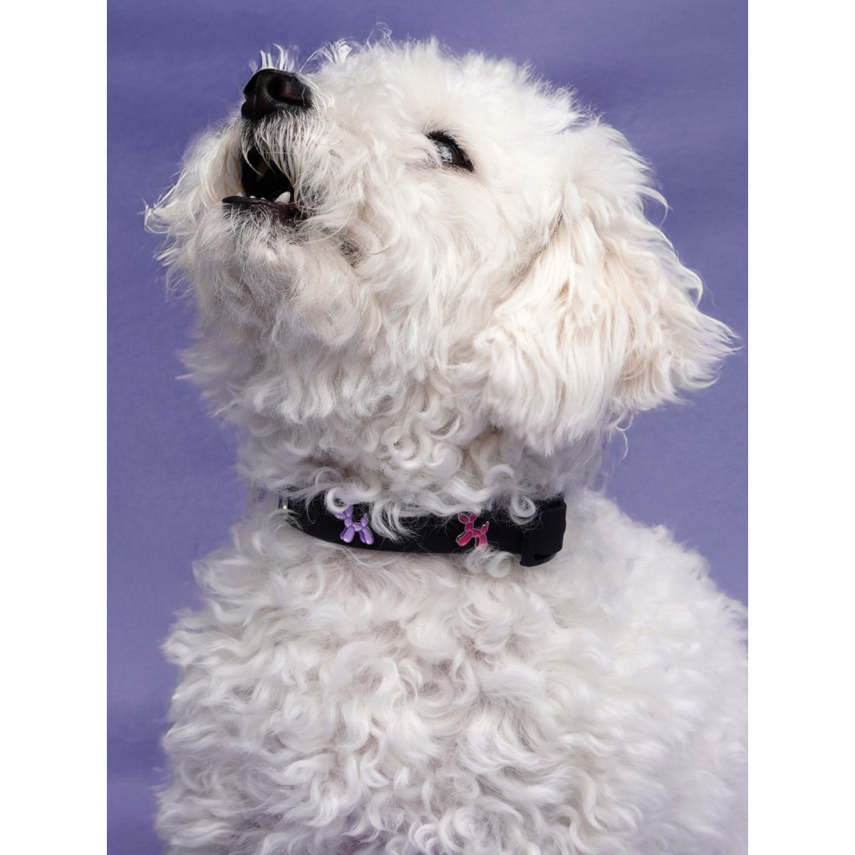 Ballon Hund Hundehalsband Anhänger - PawPopz