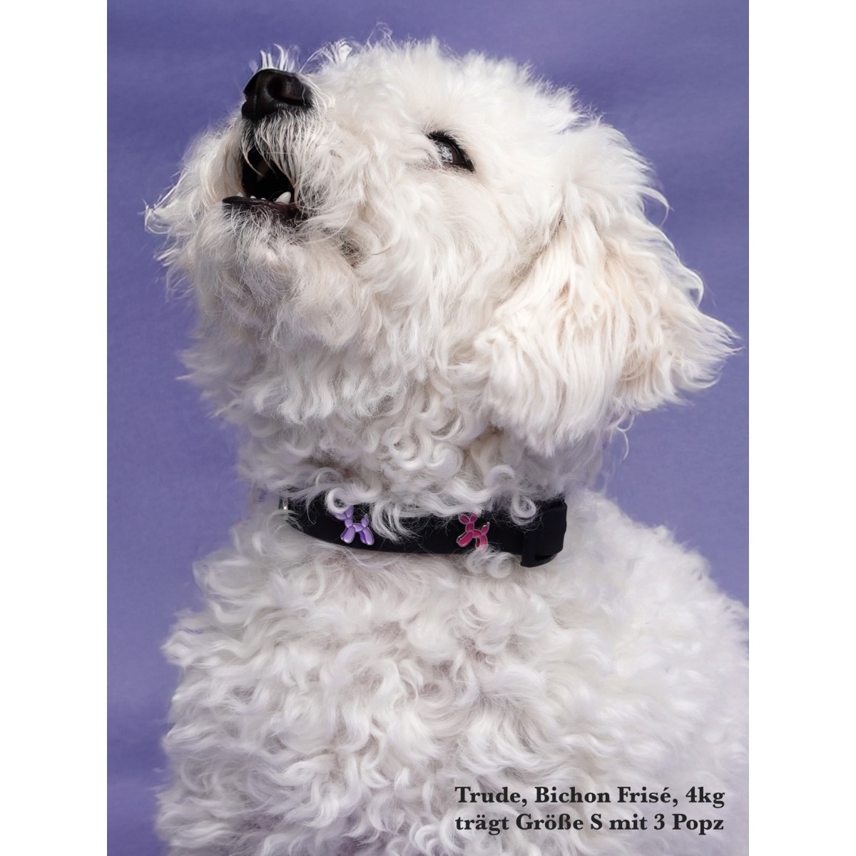 Hundehalsband Outdoor wasserfest Schwarz - PawPopz