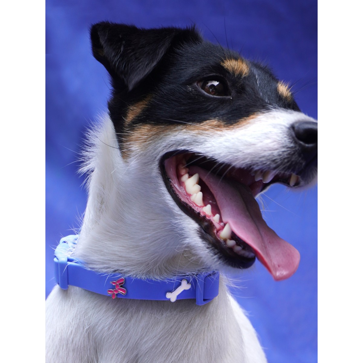 Ballon Hund Hundehalsband Anhänger - PawPopz