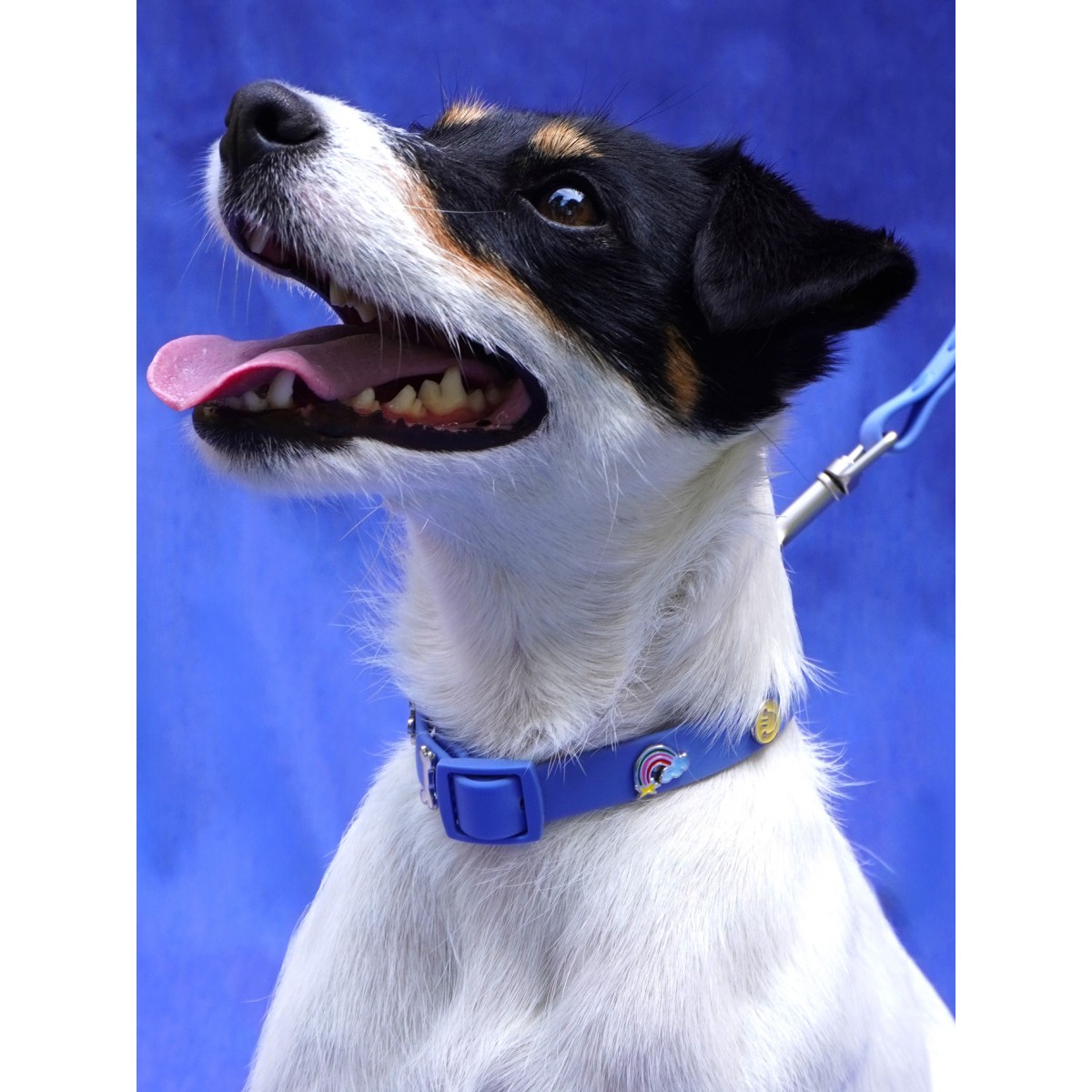 Regenbogen Hundehalsband Anhänger - PawPopz