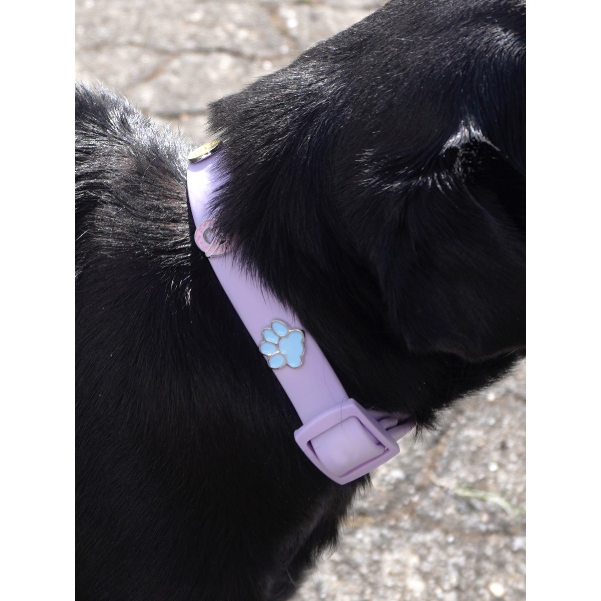 Pfote Hundehalsband Anhänger - PawPopz