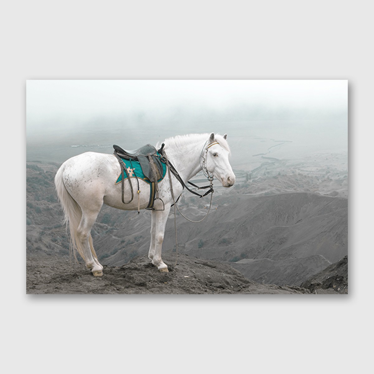 ZEITLOOPS "Pferd", Druck auf AluDibond, 60x90 cm