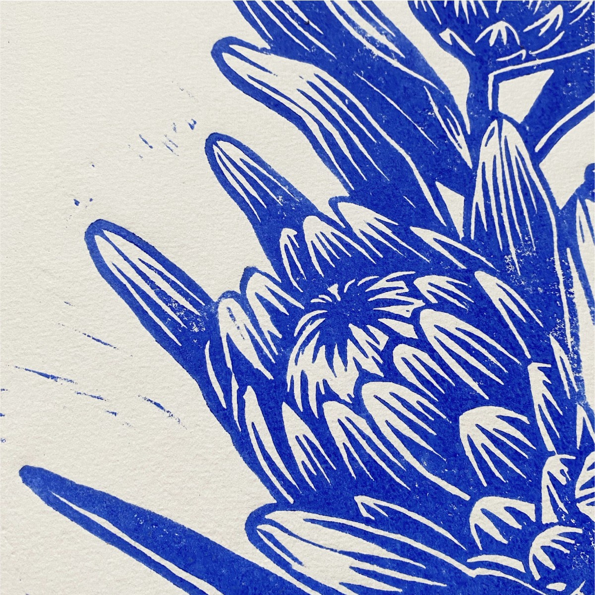 Juliana Fischer - Protea - Linoldruck - ultramarinblau - 22,8 x 30,6 cm