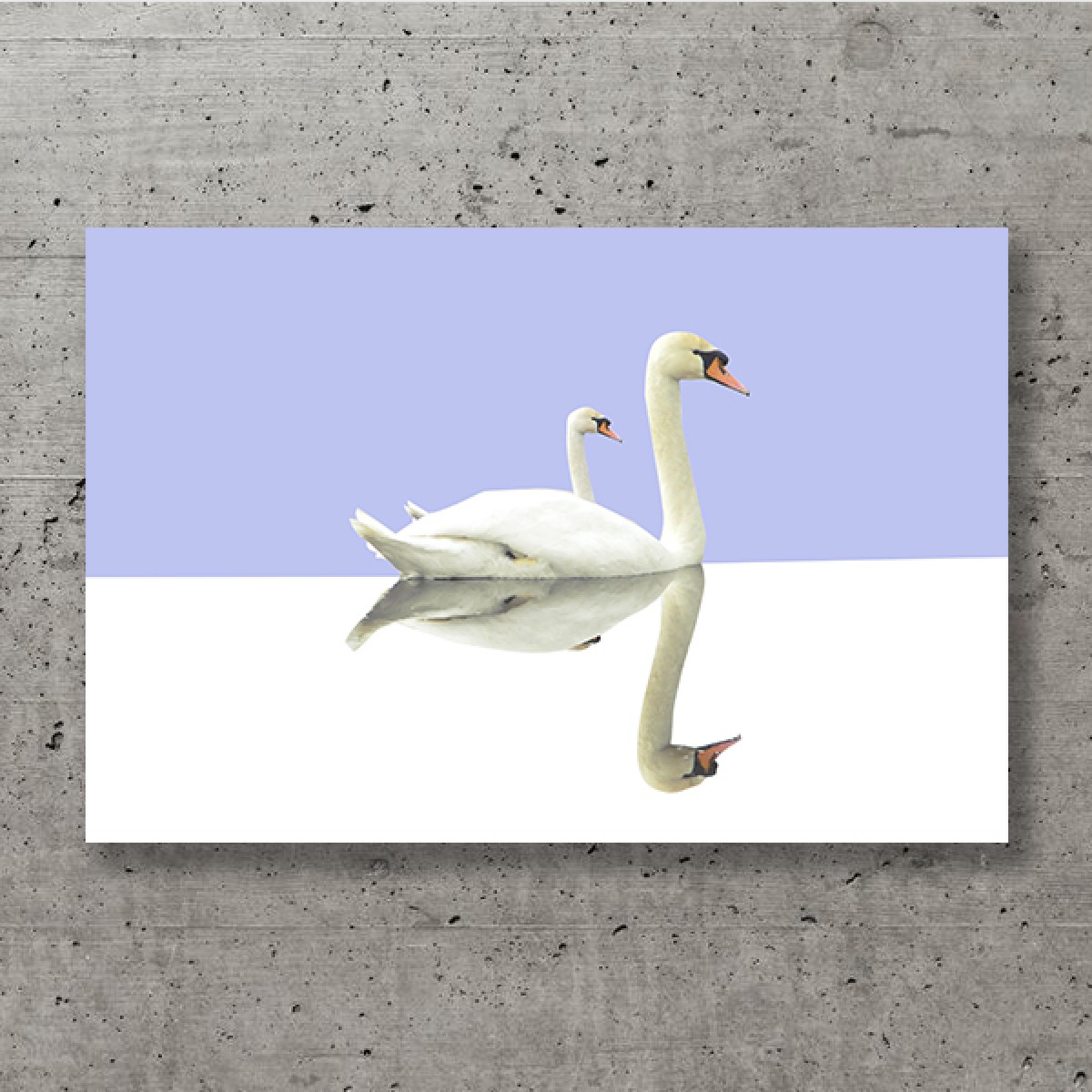 ZEITLOOPS "Schwan", Fineartprint, 40x60 cm