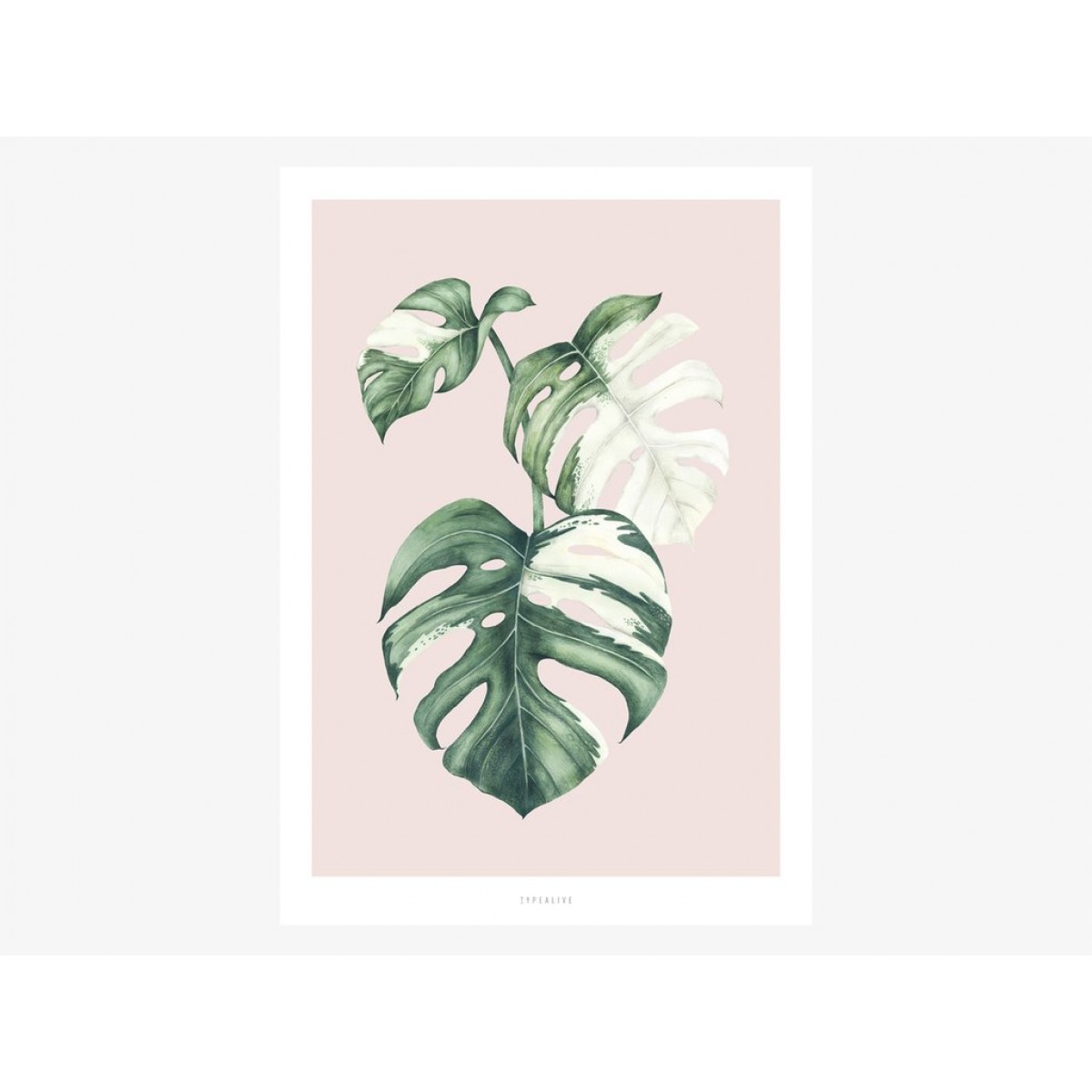 typealive / Tropical No. 4
