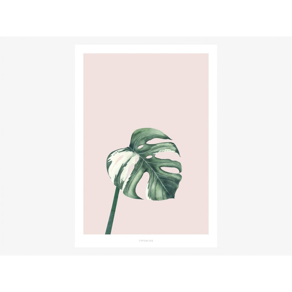 typealive / Tropical No. 11