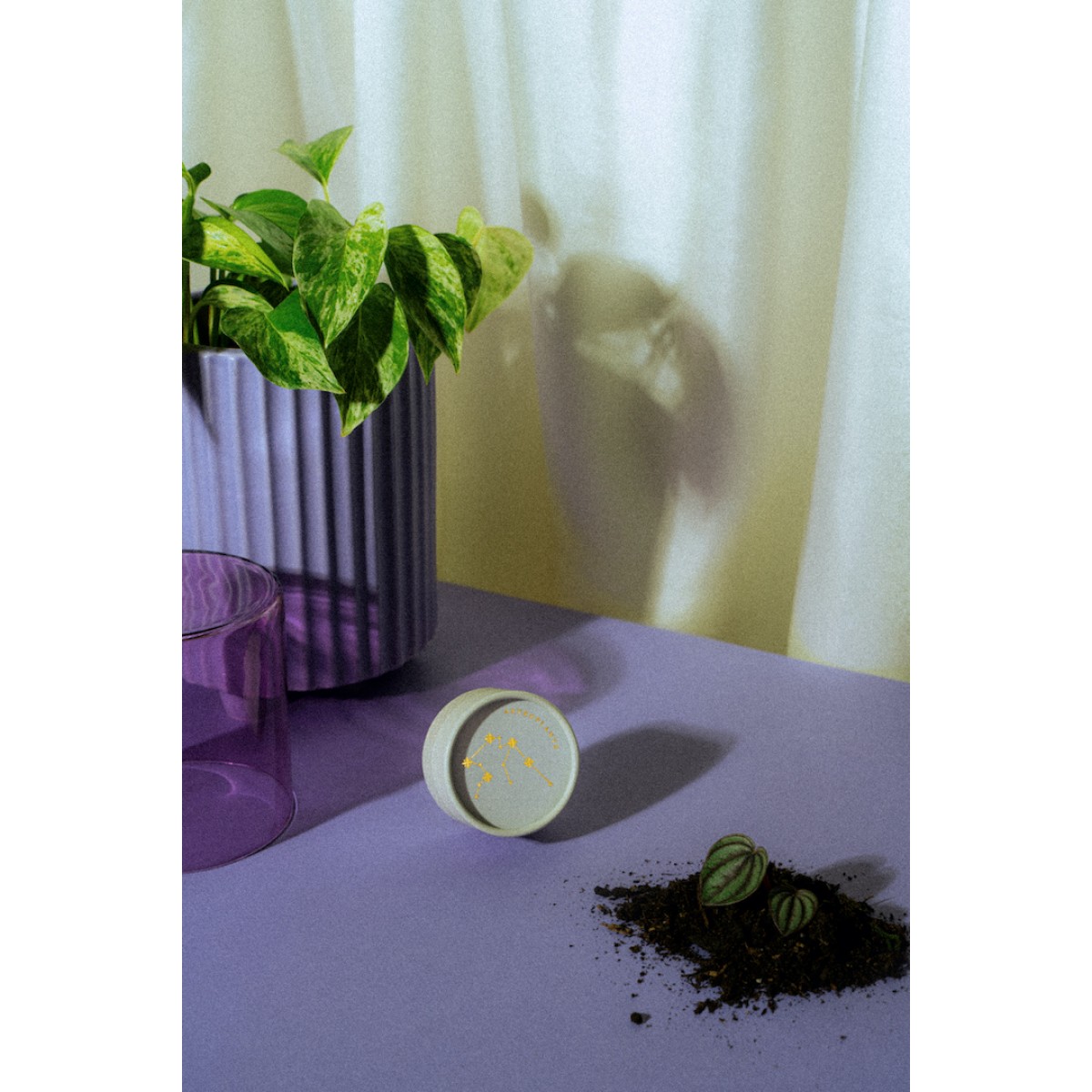Astroplants - Wassermann - Pflanzensamen