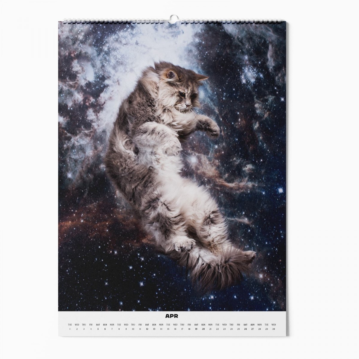"CATS IN SPACE" Fotokalender 2025