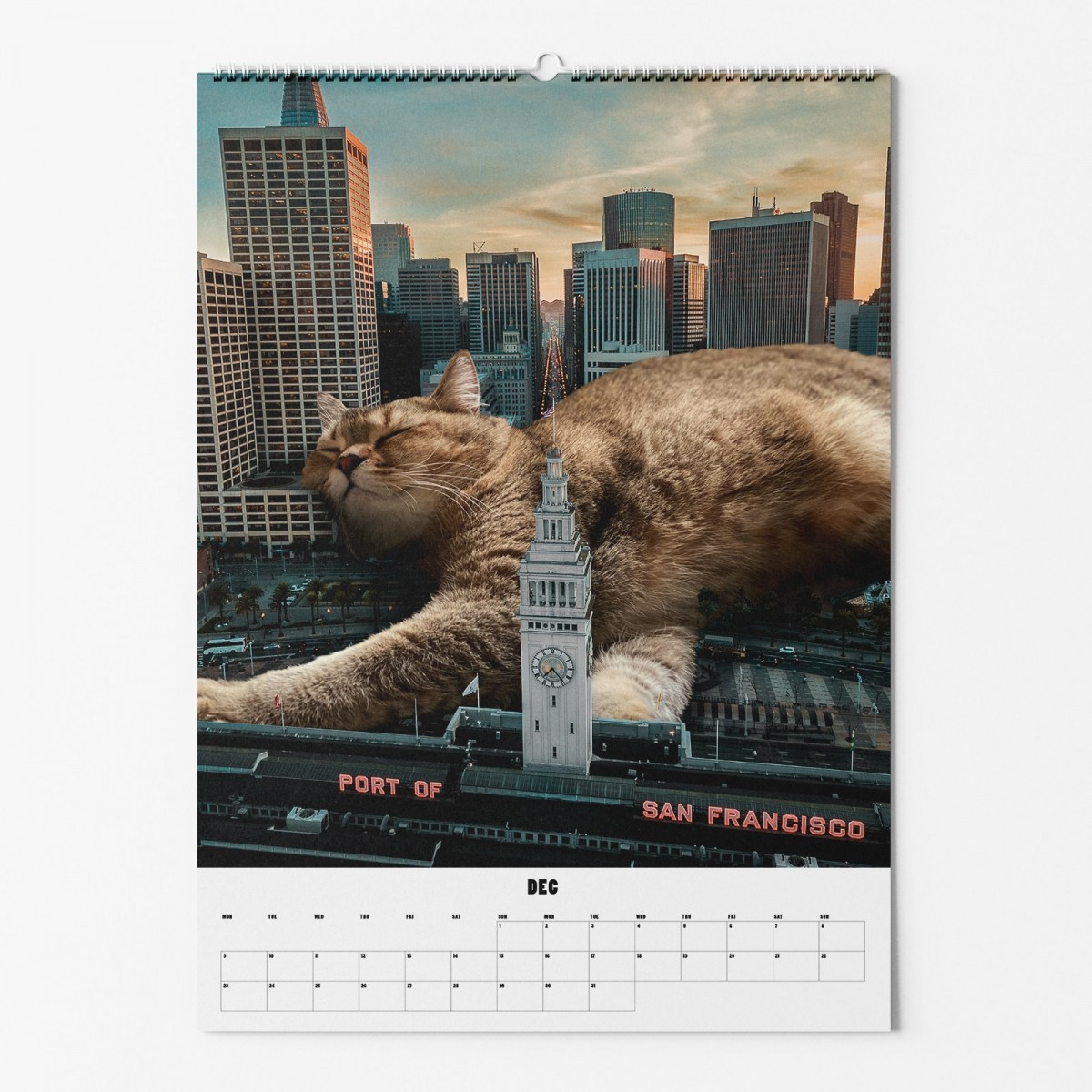 "CATS XXL" Fotokalender 2024