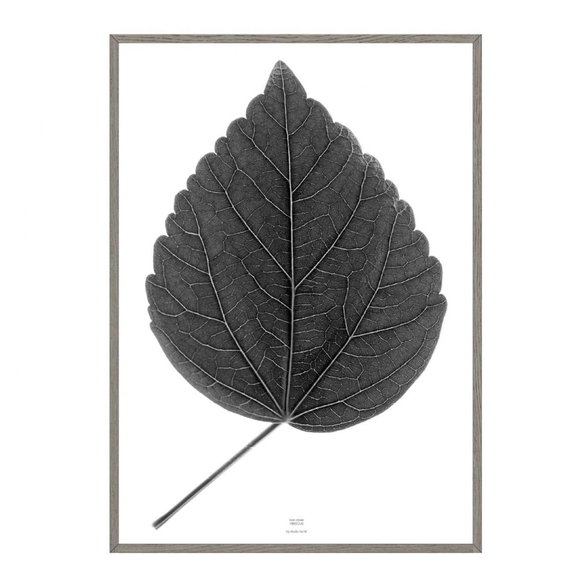 nahili ARTPRINT / POSTER "look closer HIBISCUS - black"  (DIN A1/A3 & 50x70cm) Blatt Botanic Fotografie 