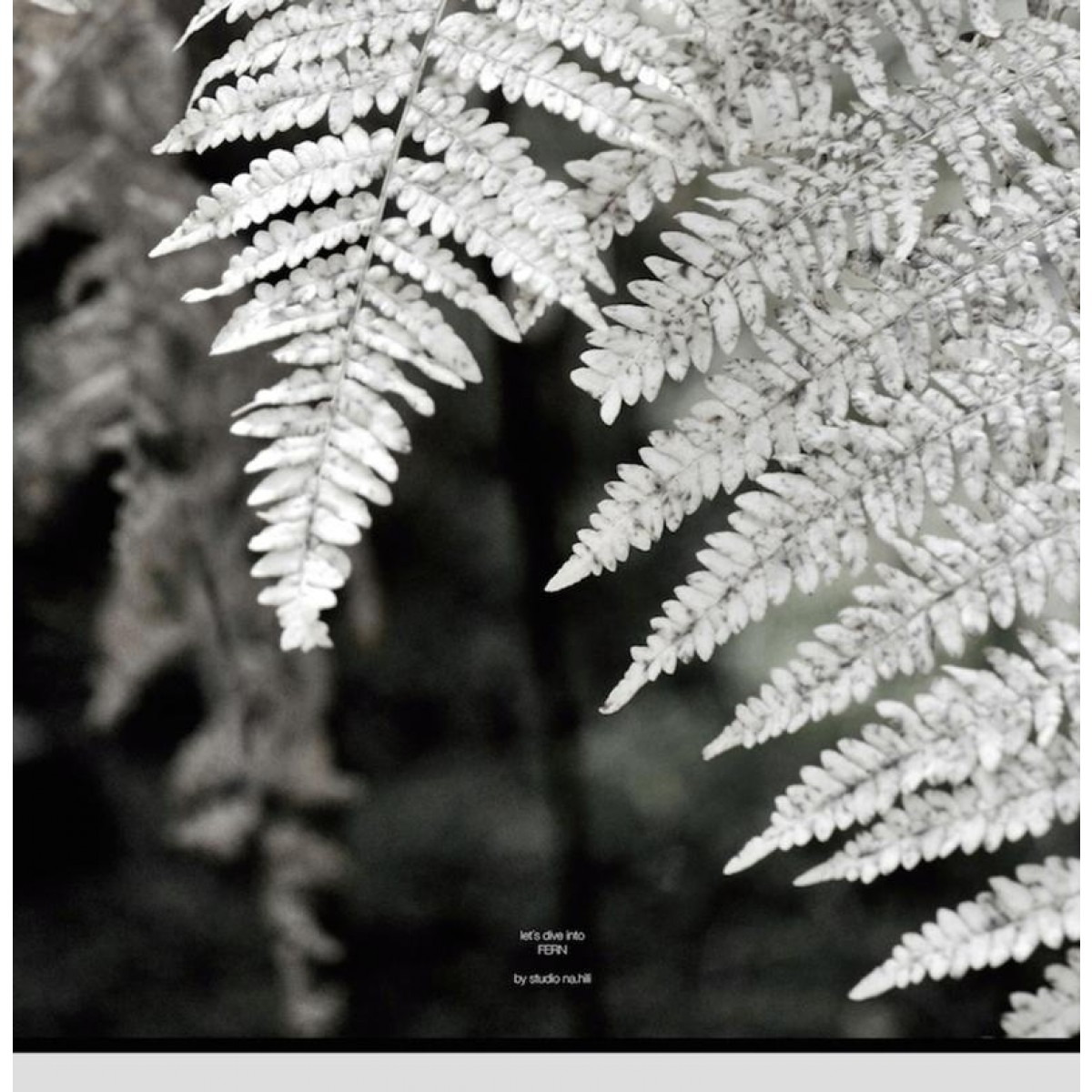 nahili ARTPRINT / POSTER "let´s dive into FERN" schwarz weiß Farn Pflanzen Fotografie - Druck (DIN A1/A3 & 50x70cm)