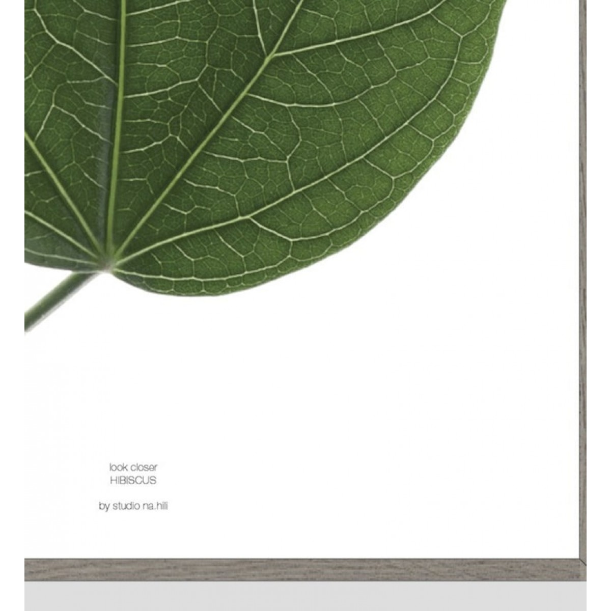 nahili ARTPRINT / POSTER "look closer HIBISCUS - green leaf" (DIN A1/A3 & 50x70cm) Blatt Botanic Fotografie