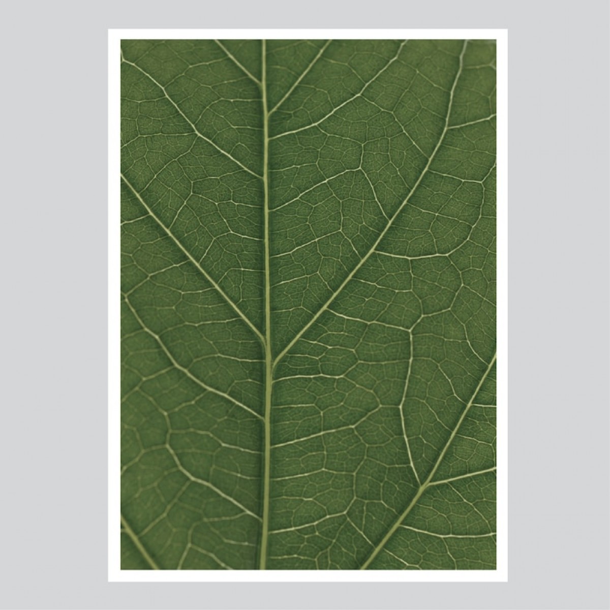nahili ARTPRINT / POSTER "look real close HIBISCUS - detail green leafe" (DIN A1/A3 & 50x70cm) Blatt Botanic Fotografie