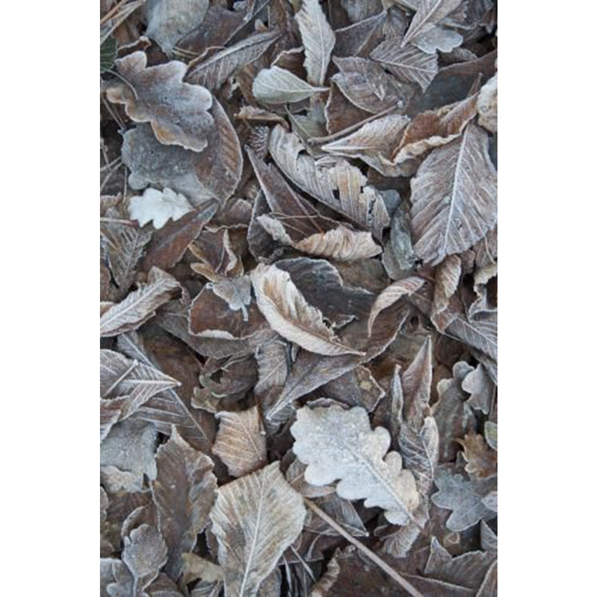 nahili ARTPRINT/POSTER "winter is Close" (DIN A1/A3 & 50x70cm) Wald Blätter Winter