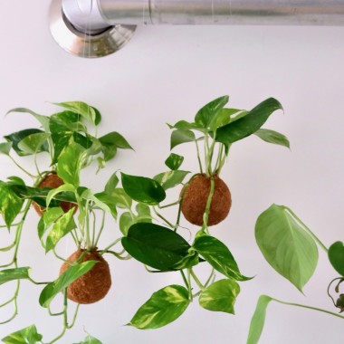 Kokedami DIY Set inkl. Überraschungspflanze