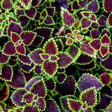 Liquid Picnic by EUKIDIEN
Body Oil · FOREST AFFAIR · 100ml  · 

"Nature’s got a crush on you."