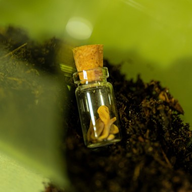 Astroplants - Jungfrau - Pflanzensamen