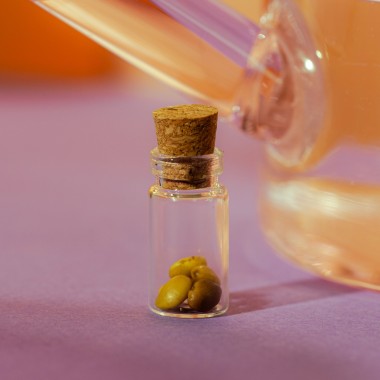 Astroplants - Löwe - Pflanzensamen