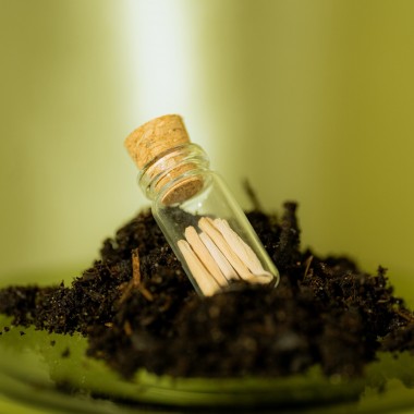 Astroplants - Stier - Pflanzensamen