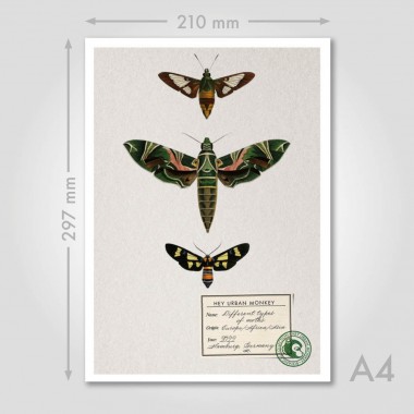Hey Urban Monkey - 
A4 Poster - 
„Different types of moths“