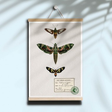 Hey Urban Monkey - 
A4 Poster - 
„Different types of moths“