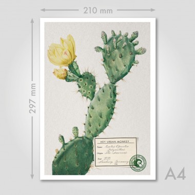 Hey Urban Monkey - A4 Poster - „Cactus Opuntia Polyanthos“