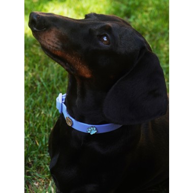 Pfote Hundehalsband Anhänger - PawPopz