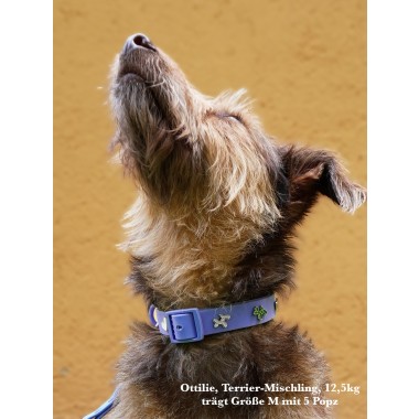 Hundehalsband Outdoor wasserfest Blau - PawPopz