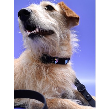 Regenbogen Hundehalsband Anhänger - PawPopz