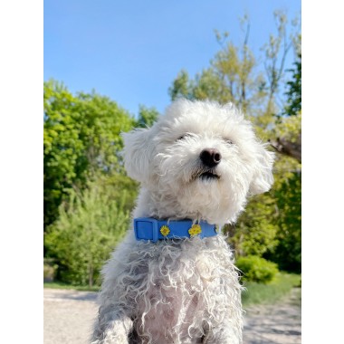 Käse Hundehalsband Anhänger Gelb - PawPopz