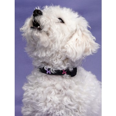 Ballon Hund Hundehalsband Anhänger - PawPopz