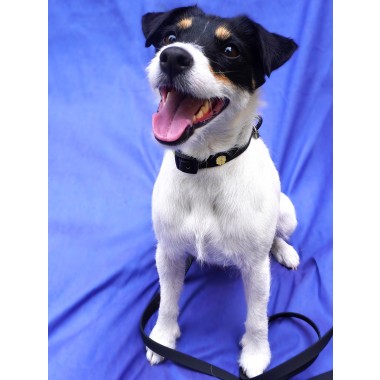 Blume Hundehalsband Anhänger - PawPopz