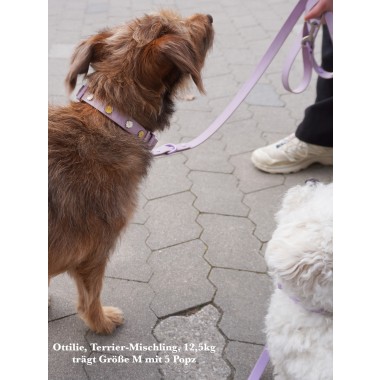 Hundeleine Outdoor wasserfest Lila