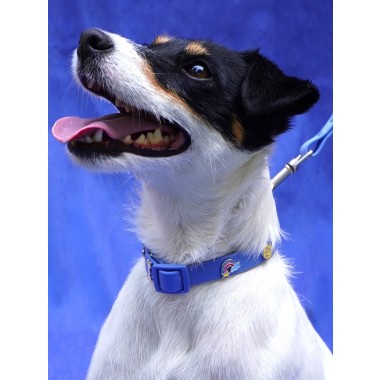 Regenbogen Hundehalsband Anhänger - PawPopz