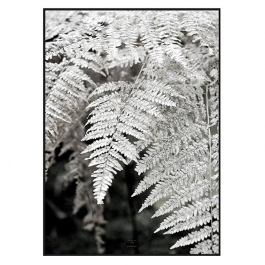 nahili ARTPRINT / POSTER "let´s dive into FERN" schwarz weiß Farn Pflanzen Fotografie - Druck (DIN A1/A3 & 50x70cm)
