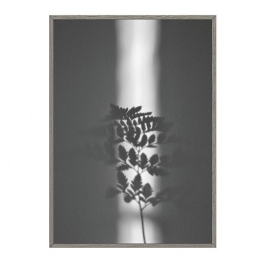 nahili ARTPRINT/POSTER "ray of SUNLIGHT" Pflanzen Farn Fotografie (DIN A1/A3 & 50x70cm)