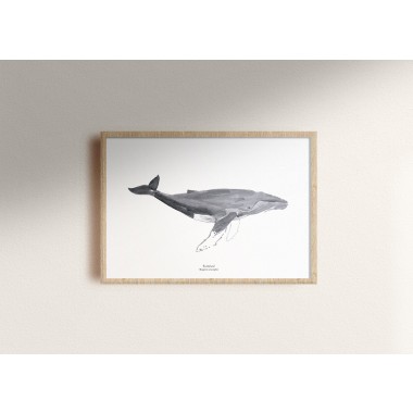 tucán y limón – Wal Print Aquarell A4 / Orca / Pottwal / Narwal / Buckelwal