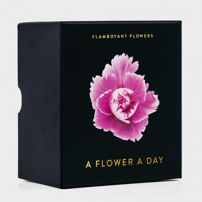 FLAMBOYANT FLOWERS FLAMBOYANT FLOWERS