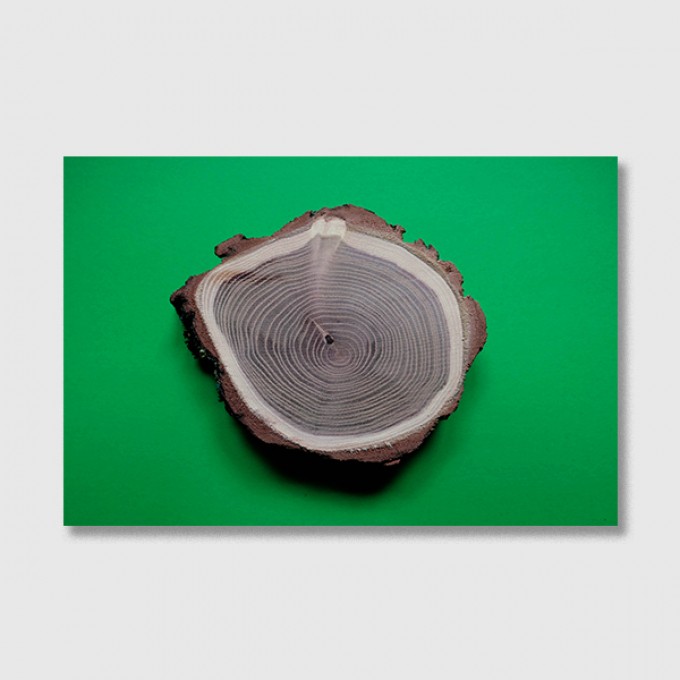 ZEITLOOPS "Jahresringe, grün", Fineartprint 40x60 cm ZEITLOOPS "Jahresringe, grün", Fineartprint 40x60 cm