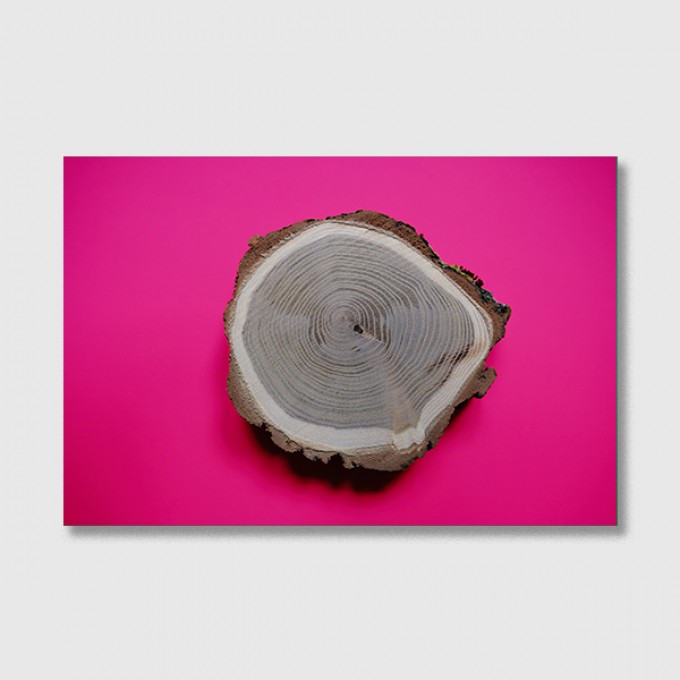 ZEITLOOPS "Jahresringe, pink", Fineartprint 40x60 cm ZEITLOOPS "Jahresringe, pink", Fineartprint 40x60 cm