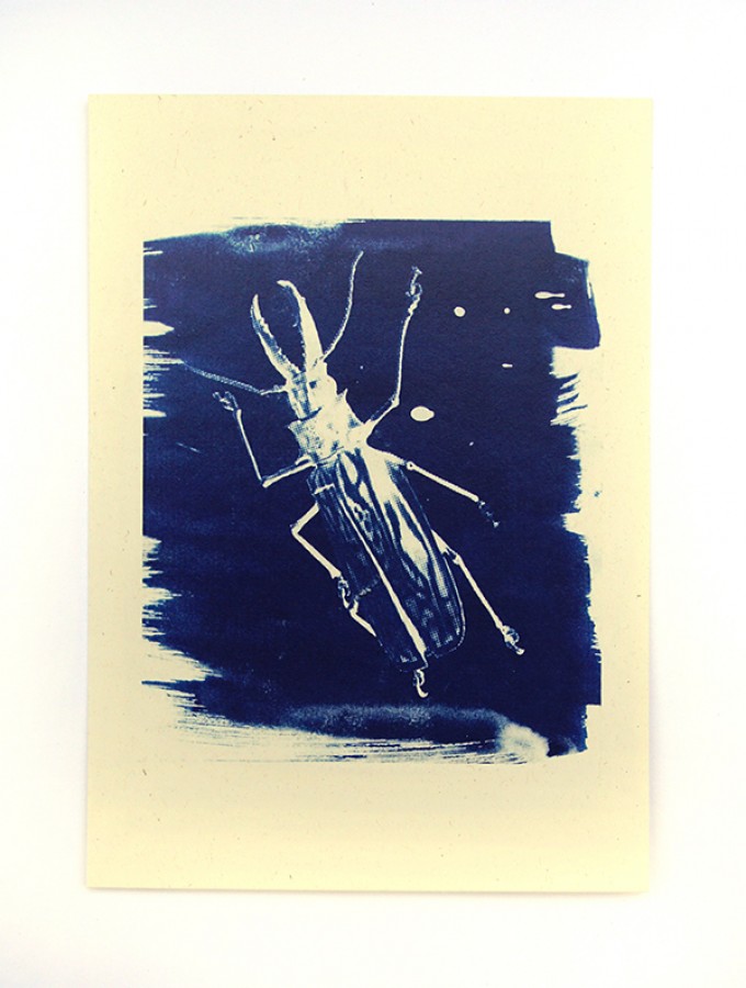 Postkartenset Cyanotypie Scarabaeus von playfulsolutions