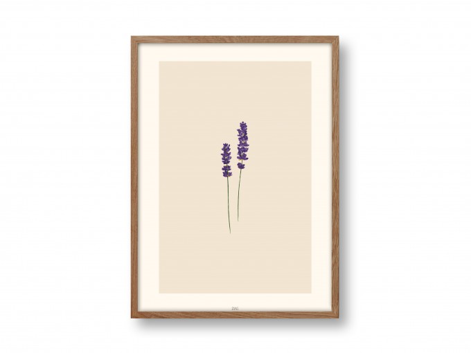 Poster A4 - Lavendel - SANS.