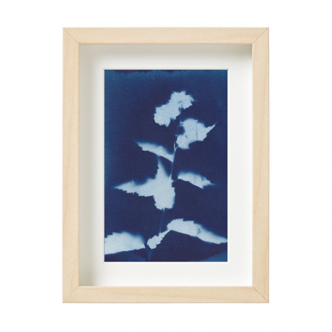 Anka Büchler, Brennessel, Blaudruck,Cyanotypie, Unikat, A6, gerahmt, Motiv 7 Anka Büchler, Brennessel, Blaudruck,Cyanotypie, Unikat, A6, gerahmt, Motiv 7