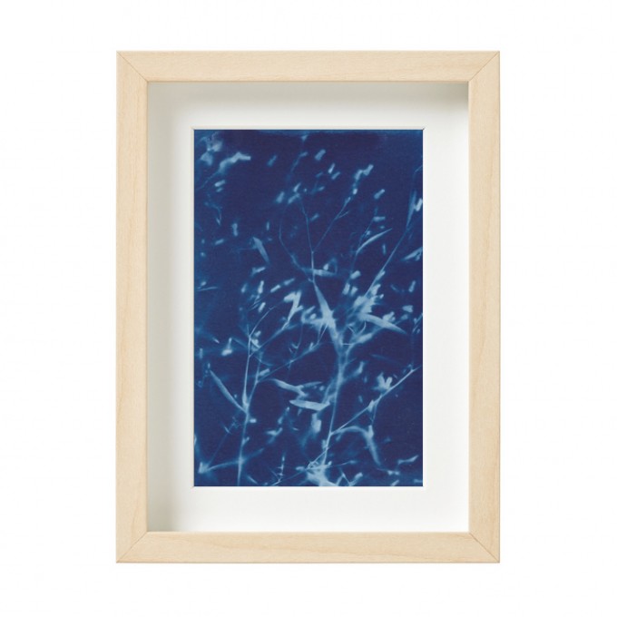 Anka Büchler, Wiesen-Pippau, Blaudruck,Cyanotypie, Unikat, A6, gerahmt, Motiv 9 Anka Büchler, Wiesen-Pippau, Blaudruck,Cyanotypie, Unikat, A6, gerahmt, Motiv 9