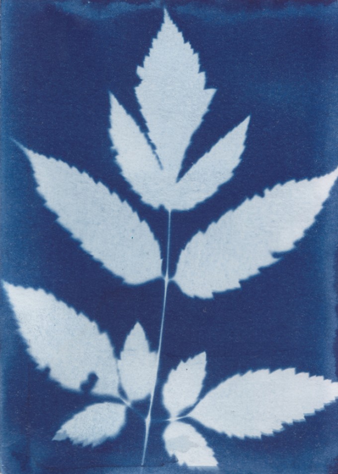 Anka Büchler, Floraler Blaudruck,Cyanotypie, Unikat, A6, Motiv 11 Anka Büchler, Floraler Blaudruck,Cyanotypie, Unikat, A6, Motiv 11