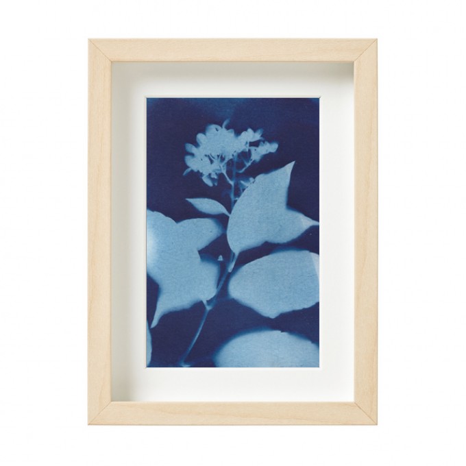 Anka Büchler, Hortensie, Blaudruck,Cyanotypie, Unikat, A6, gerahmt, Motiv 16 Anka Büchler, Hortensie, Blaudruck,Cyanotypie, Unikat, A6, gerahmt, Motiv 16