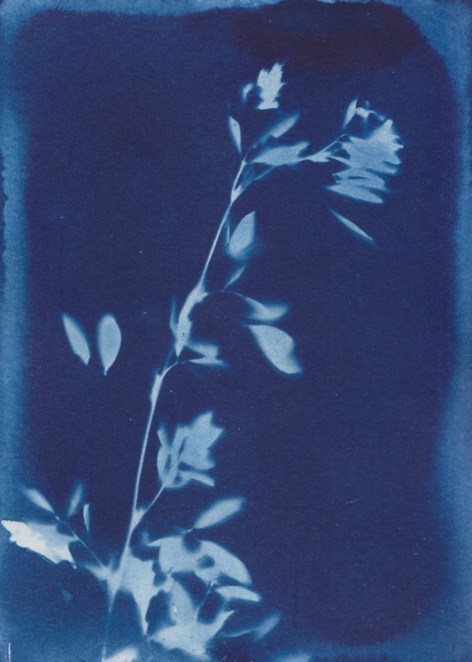 Anka Büchler, Floraler Blaudruck,Cyanotypie, Unikat, A6, Motiv 1 Anka Büchler, Floraler Blaudruck,Cyanotypie, Unikat, A6, Motiv 1
