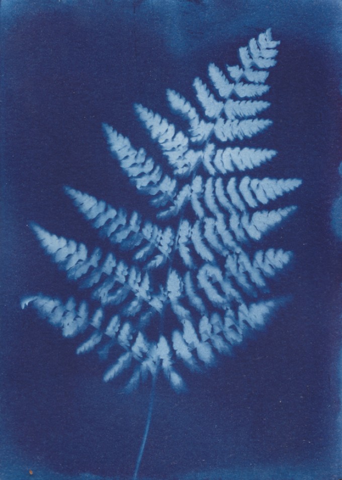 Anka Büchler, Floraler Blaudruck,Cyanotypie, Unikat, A6, Motiv 18 Anka Büchler, Floraler Blaudruck,Cyanotypie, Unikat, A6, Motiv 18
